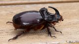 Noshornsbagge (Oryctes nasicornis)