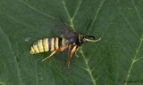 Blgetingsglasvinge - Lunar Hornet Moth (Sesia bembeciformis)