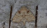 Kretsfly - Heart Moth (Dicycla oo)