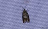 Slnsikelvecklare (Ancylis achatana)
