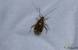 Rhabdomiris striatellus