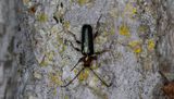 Vedspegelbock (Phymatodes testaceus)