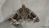 Vitbrokig parkmtare - The Phoenix (Eulithis prunata)