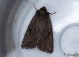 Tappflckat videfly - Dingy Shears (Fissipunctia ypsillon)