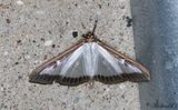 Buxbomsmott - Box-tree Moth (Cydalima perspectalis)