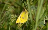 Ljusgul hfjril - Pale Clouded Yellow (Colias hyale)