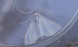 Vitt sydmott - Jasmine moth (Palpita vitrealis)