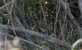 Beigekindad skogstrast - Swainsons thrush (Catharus ustulatus)