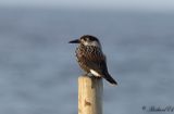 Ntkrka - Spotted Nutcracker (Nucifraga caryocatactes)