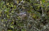 Rostsngare - Western Subalpine Warbler (Sylvia inornata)