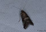Bjrkbladsmott (Ortholepis betulae)