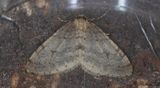 Strre frostfjril - Northern Winter Moth (Operophtera fagata)