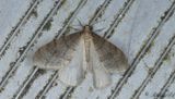 Strre frostfjril - Northern Winter Moth (Operophtera fagata)