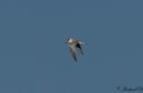 Kentsk trna - Sandwich Tern ( Sterna sandvicensis)