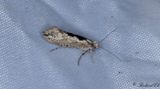 Almhstmal (Ypsolopha vittella)