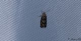 Grbrun tallvecklare (Rhyacionia pinivorana)