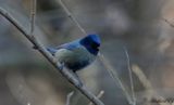 Blmes - Blue tit (Parus caeruleus)
