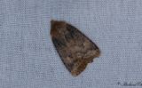 Lingonplattfly - The Chestnut (Conistra vaccinii)