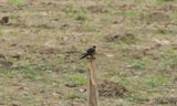 Savannsvala - Red-breasted Swallow (Cecropis semirufa)