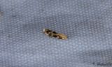 Ekkronmal (Bucculatrix ulmella)