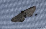 Kovallmalmtare - Lead-coloured Pug (Eupithecia plumbeolata)