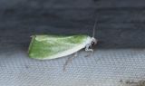 Grn pilspinnare - Cream-bordered Green Pea (Earias clorana) 