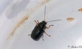 Svart fallbagge (Cryptocephalus nitidus)