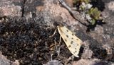 Mindre borstspinnare (Setina roscida)