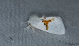 Vit hakvinge - White Prominent (Leucodonta bicoloria)