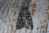 Baltiskt skogsfly (Xestia baltica)