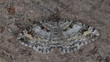 Videsnrsfltmtare (Xanthorhoe abrasaria)
