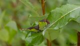 Strre gaffelsvans - Puss moth (Cerura vinula)