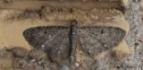 Bjrnflokemalmtare - White-spotted Pug (Eupithecia tripunctaria)