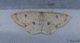 Bjrkgrdelmtare - Birch Mocha (Cyclophora albipunctata) 