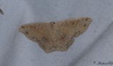 Brunvattrad grdelmtare - False Mocha (Cyclophora porata)