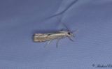 Kngrsmott - Elbow-striped Grass-veneer (Agriphila geniculea)