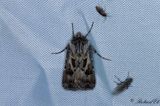 Sprjordfly - Archers Dart (Agrotis vestigialis)