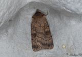 Tvrlinjerat jordfly - Six-striped Rustic (Xestia sexstrigata)