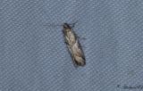 Grborotmott (Nyctegretis lineana)