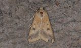 Bomullsknlfly - Scarce Bordered Straw (Helicoverpa armigera)