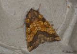 Kardborrfly - Frosted Orange (Gortyna flavago)