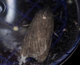 Strandvialsfly (Athetis lepigone)