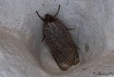 Strre sjordfly - Stout Dart (Spaelotis ravida)
