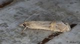 Immigrantgrsmott - Necklace Veneer (Euchromius ocellea)