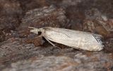 Immigrantgrsmott - Necklace Veneer (Euchromius ocellea)