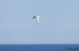 Smtrna - Little Tern (Sterna albifrons)