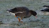 Fjllgs - Lesser white-fronted goose (Anser erythropus) 