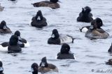 Mindre bergand - Lesser Scaup (Aythya affinis)