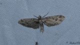 Rnnmalmtare - Mottled Pug (Eupithecia exiguata)
