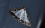 Buxbomsmott - Box-tree Moth (Cydalima perspectalis)